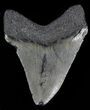 Juvenile Megalodon Tooth - South Carolina #49984-1